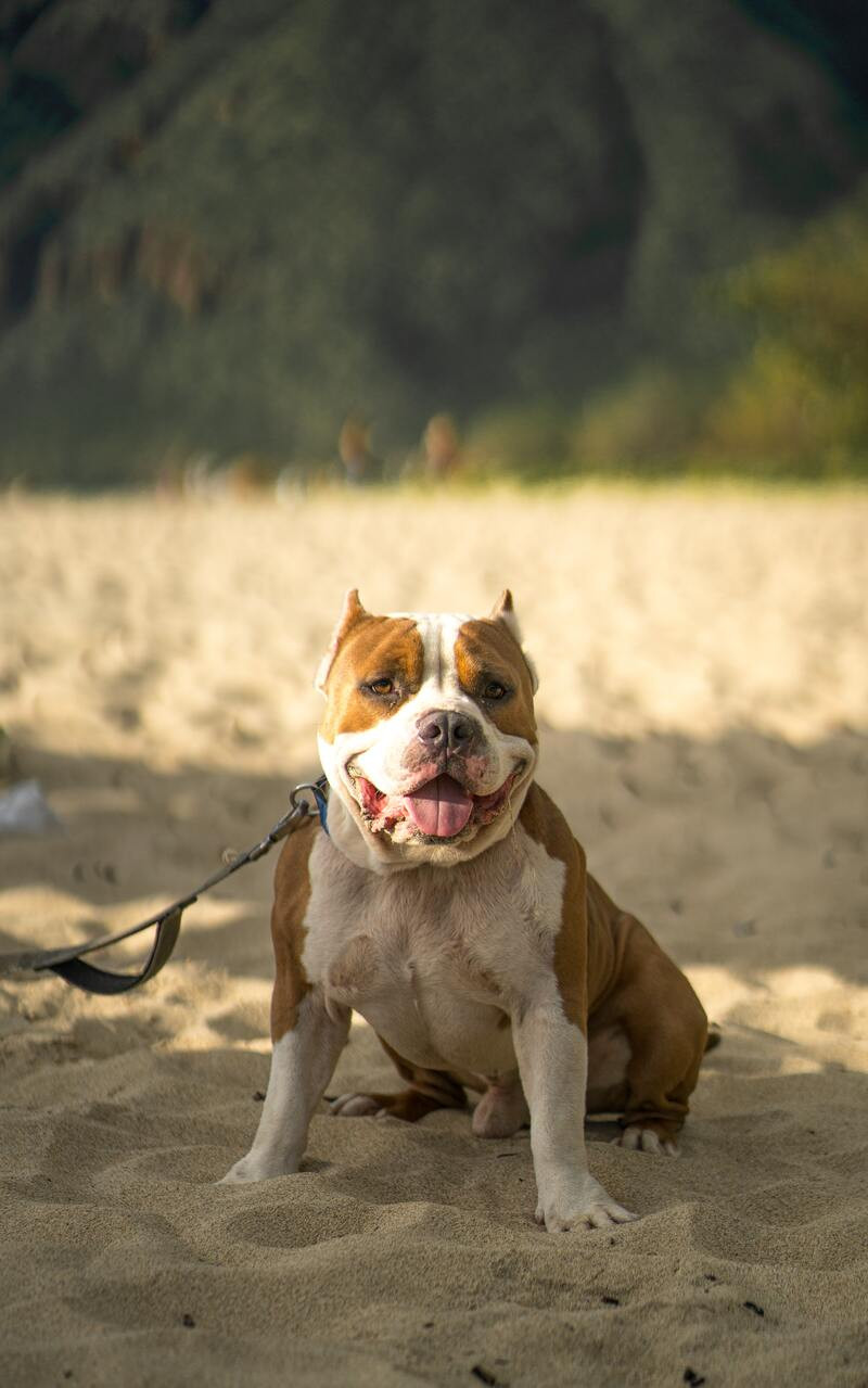 ¿Existen los Perros Potencialmente Peligrosos?